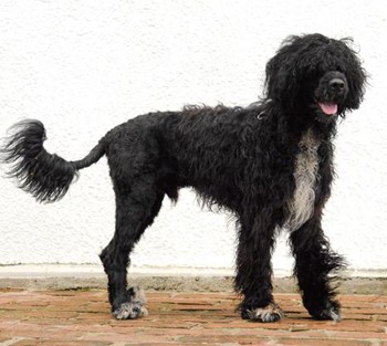 跟着世界杯一起走出国门的狗狗们