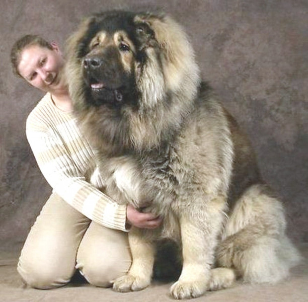 跟着世界杯一起走出国门的狗狗们