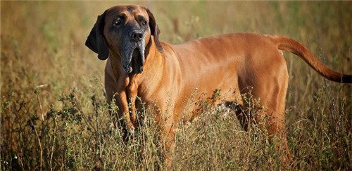 跟着世界杯一起走出国门的狗狗们