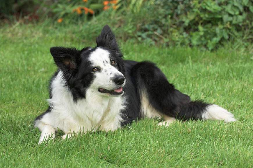 跟着世界杯一起走出国门的狗狗们