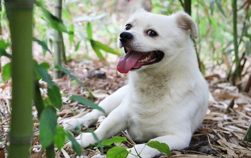 跟着世界杯一起走出国门的狗狗们