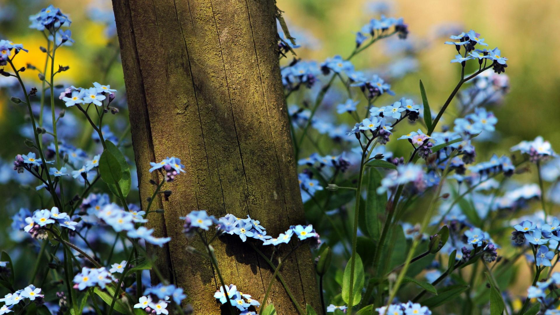 紫色勿忘我怎么养护,勿忘我好养吗原版