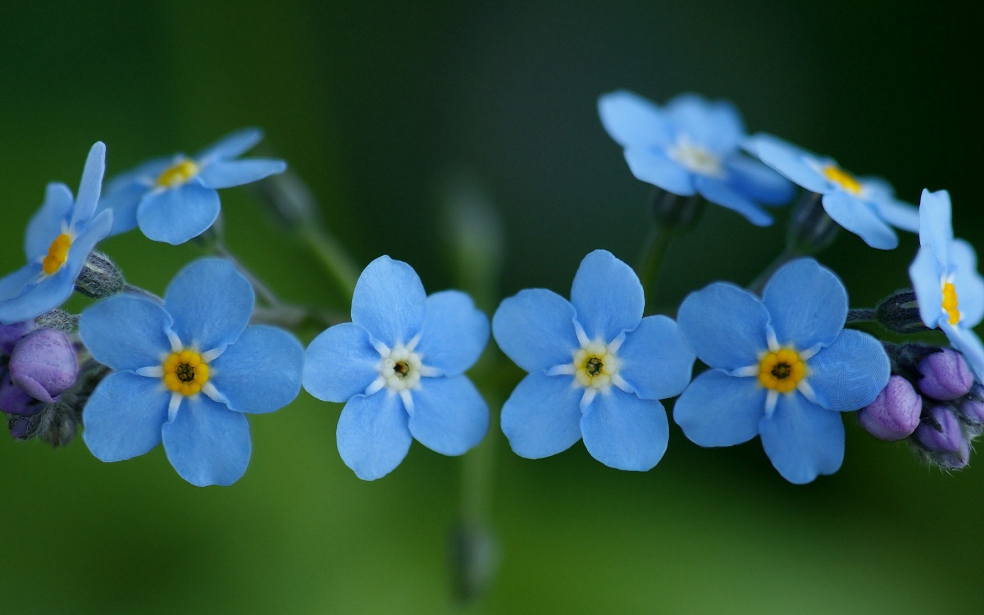 紫色勿忘我怎么养护,勿忘我好养吗原版