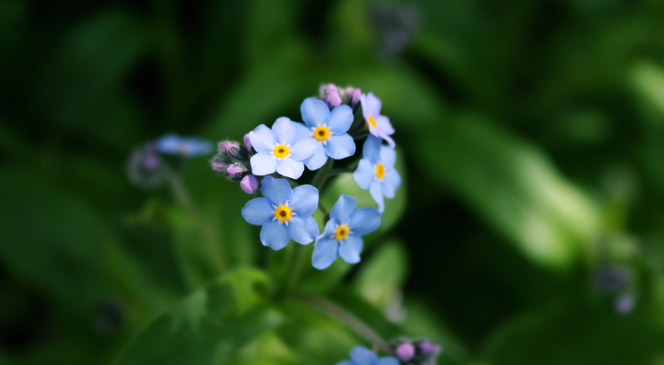 紫色勿忘我怎么养护,勿忘我好养吗原版