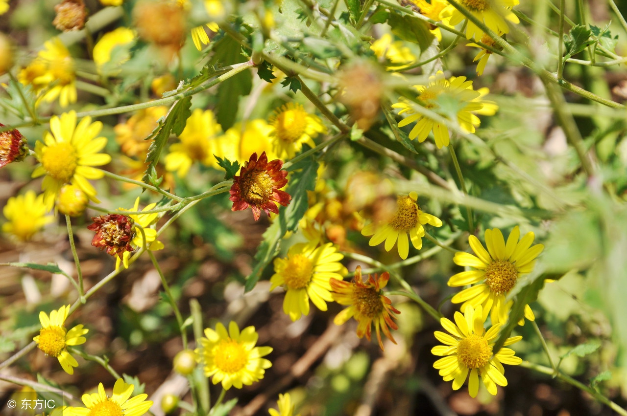 哪种菊花清热解毒清肝明目效果好,什么菊花清热解毒明目