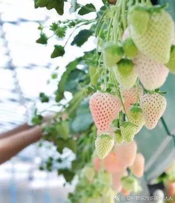 跟着陈冠希学穿搭牛仔裤,跟着陈冠希看lv