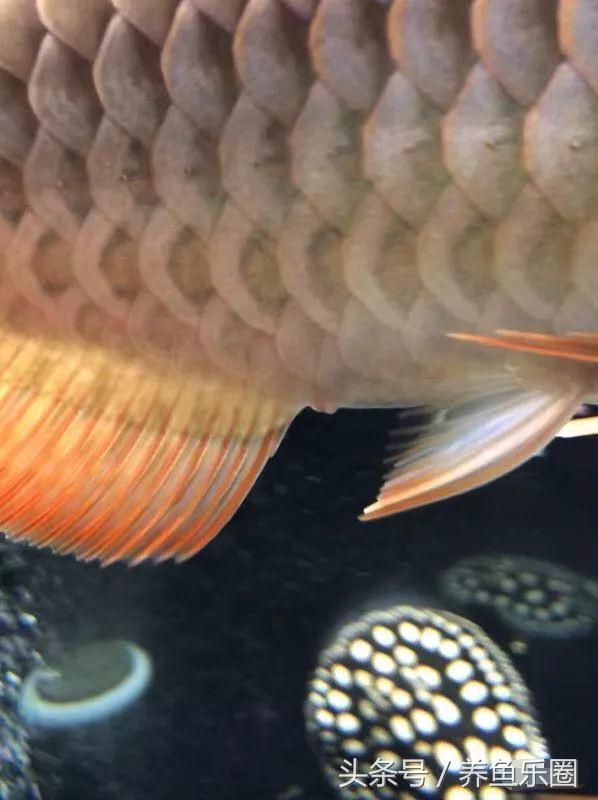 龙鱼脱肛用土霉素还是痢特灵好,龙鱼脱肛后之前的食物能吃吗