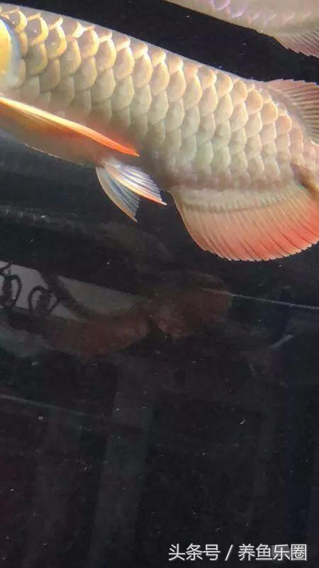 龙鱼脱肛用土霉素还是痢特灵好,龙鱼脱肛后之前的食物能吃吗