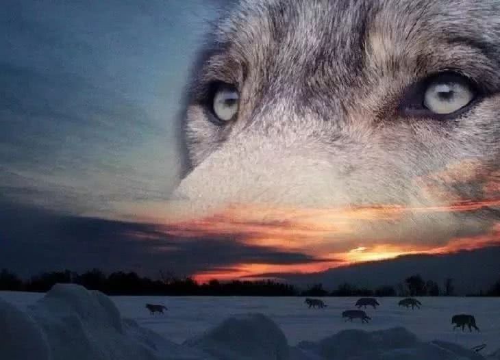 草原马背上的守护者,草原雄鹰的守护神