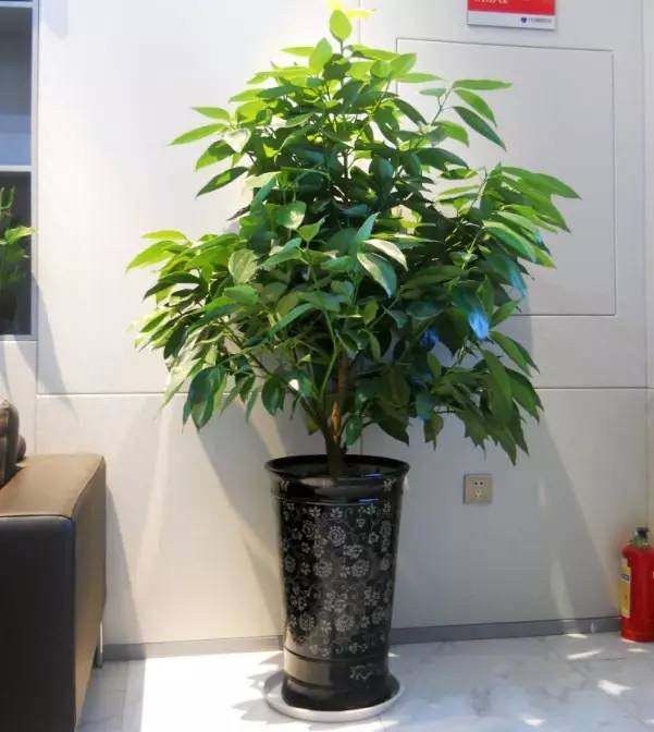 养花一定要养的3种植物,家庭养花应该注意哪些事项