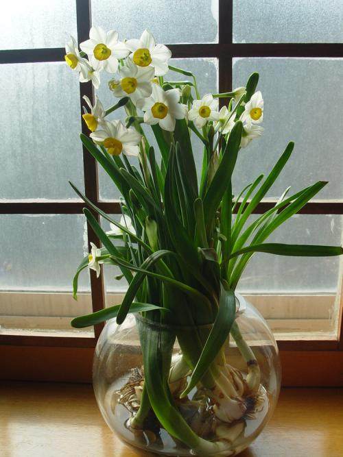 养花一定要养的3种植物,家庭养花应该注意哪些事项