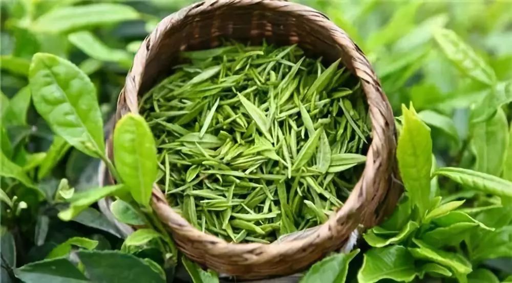 「老卜奎说茶」绿茶伤胃？听听茶学教授怎么说