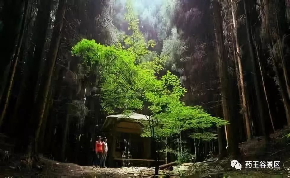 夏至来临，气温攀升，药王谷220两天一夜欢乐避暑体验！黑森林/森林花海/地心峡/水世界……