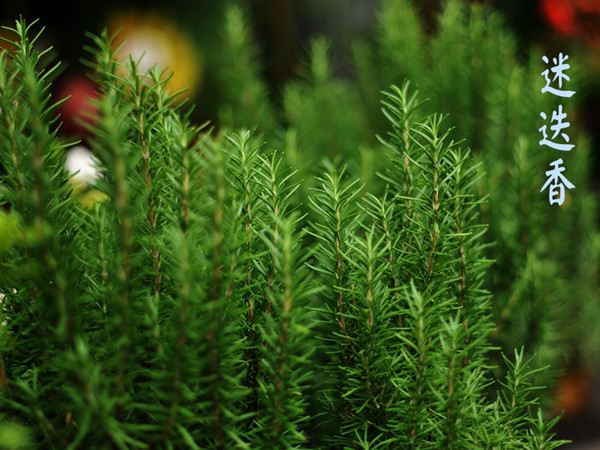 脸上杀菌除螨的方法,脸上除螨虫最有效的药