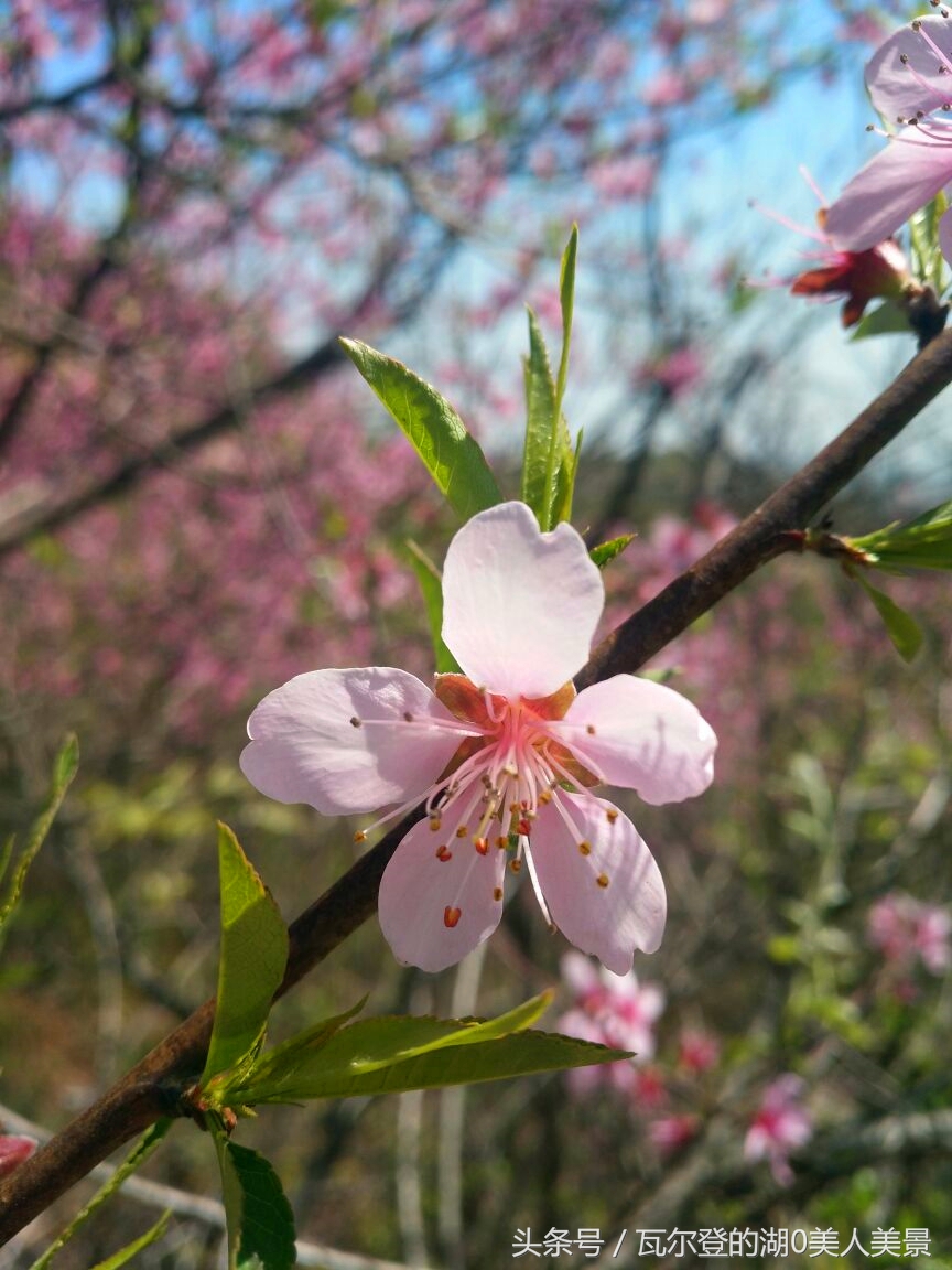 桃花涧风景区简介,河南省云台山旅游景点