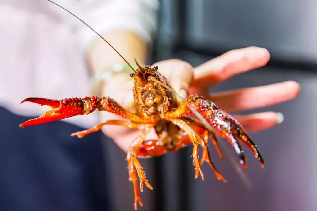 卤虾怎么熬制才入味好吃,卤虾卤水详细制作的全过程