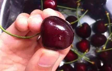 杨梅洗出虫子的视频,杨梅泡出大白虫子