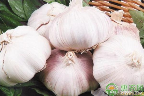 今天苍山芦柞大蒜价格最新行情,山东兰陵芦柞大蒜行情及价格