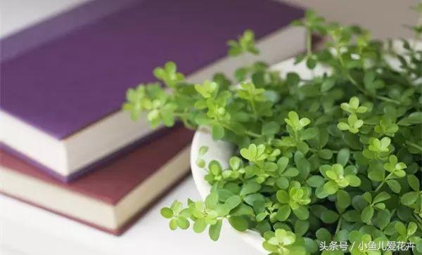 养花白醋配方,养花用什么醋最好