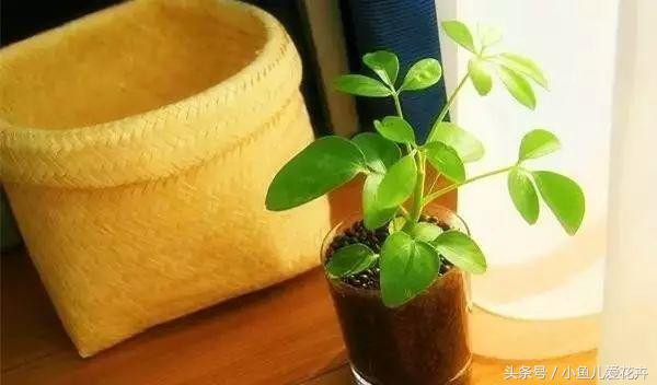 养花白醋配方,养花用什么醋最好