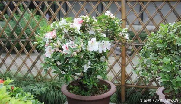 养花白醋配方,养花用什么醋最好