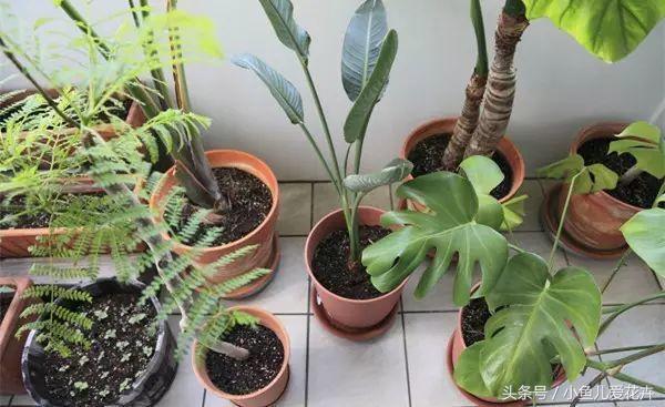 养花白醋配方,养花用什么醋最好