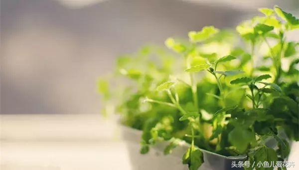 养花白醋配方,养花用什么醋最好