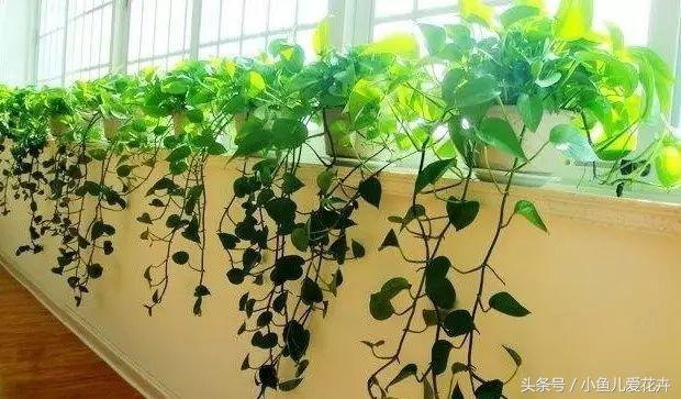 养花白醋配方,养花用什么醋最好