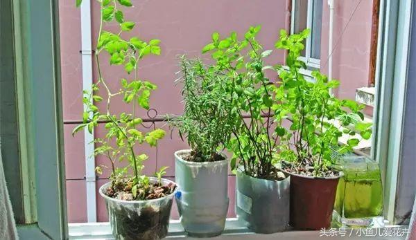 养花白醋配方,养花用什么醋最好