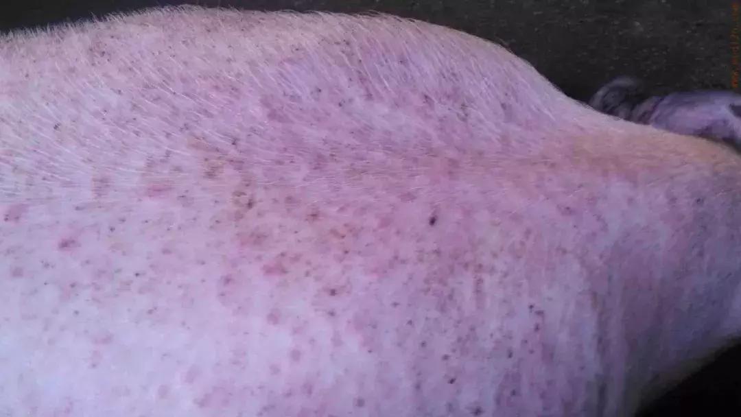 猪驱虫一周后没效果,猪驱虫间隔多久再次驱虫