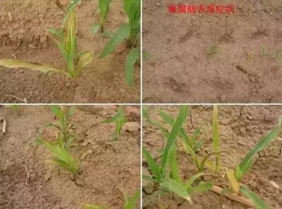 玉米苗期病虫害的防治,玉米苗期虫害用什么药有效