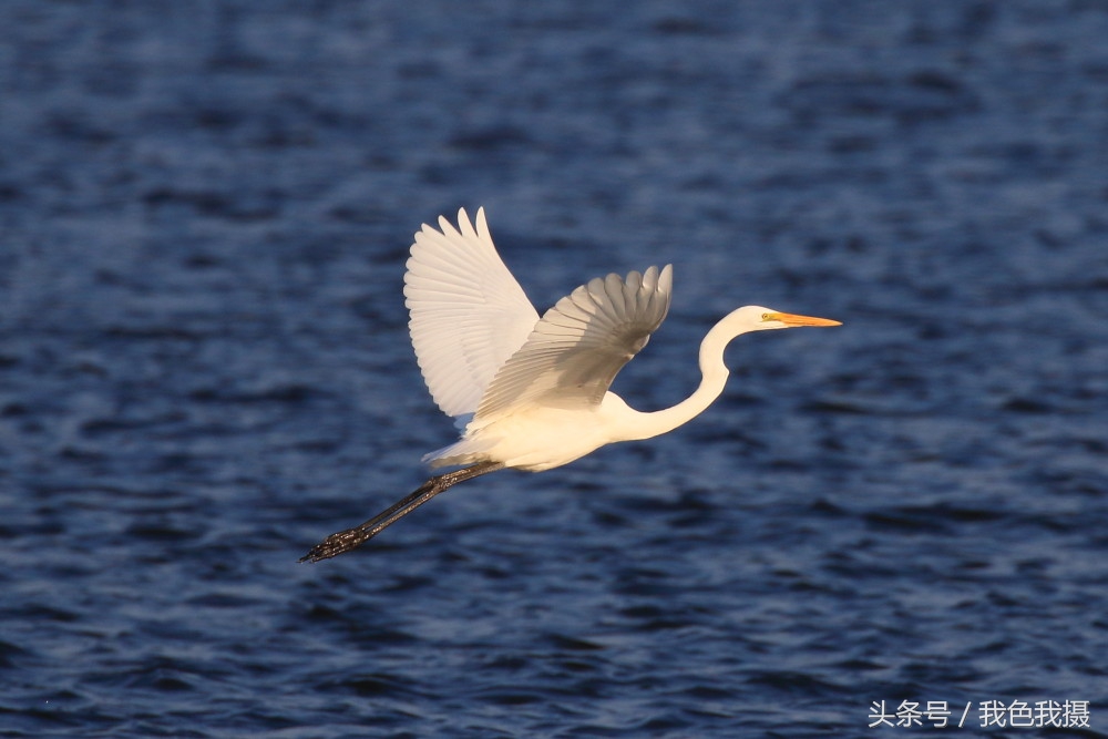 打鸟镜头佳能600还是800怎么选择,佳能7d2配100-400镜头攻略