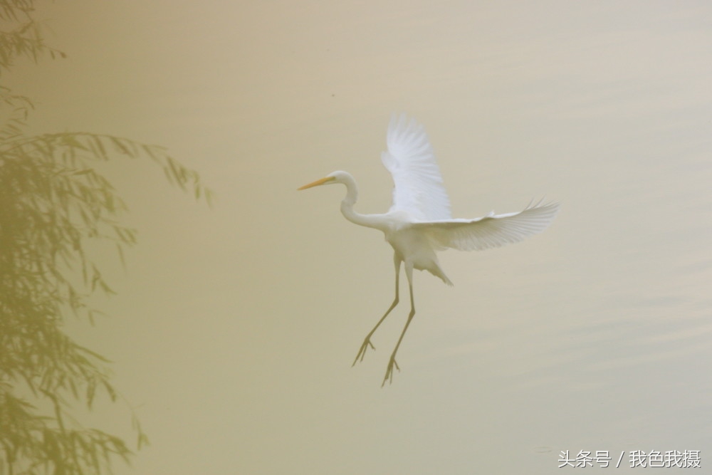 打鸟镜头佳能600还是800怎么选择,佳能7d2配100-400镜头攻略