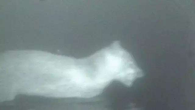 澳洲未解之谜,它又出现了!幽灵猫现,必有血案!