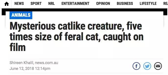澳洲未解之谜,它又出现了!幽灵猫现,必有血案!