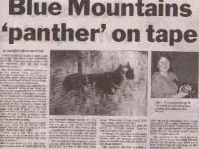 澳洲未解之谜,它又出现了!幽灵猫现,必有血案!