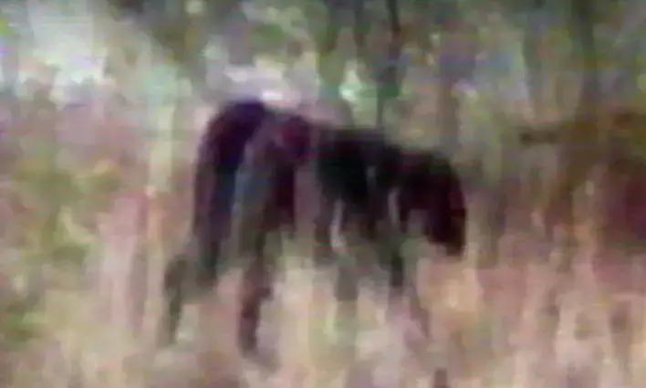 澳洲未解之谜,它又出现了!幽灵猫现,必有血案!