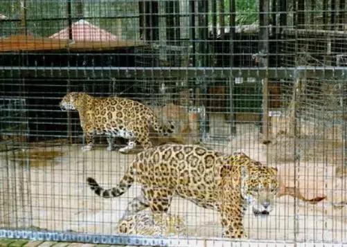 澳洲未解之谜,它又出现了!幽灵猫现,必有血案!