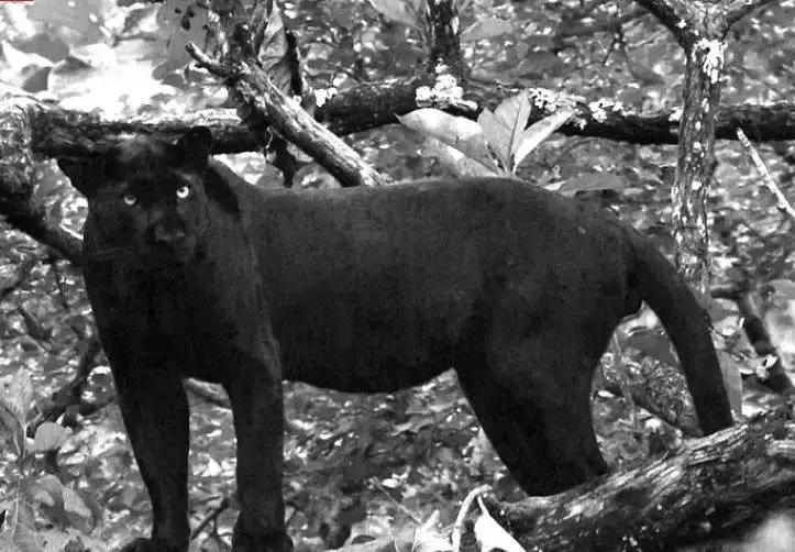 澳洲未解之谜,它又出现了!幽灵猫现,必有血案!