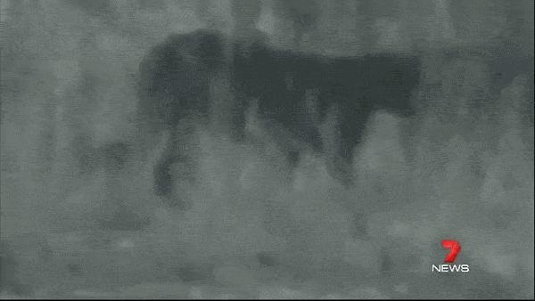 澳洲未解之谜,它又出现了!幽灵猫现,必有血案!