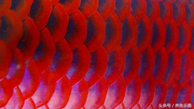 超级红的红龙,红彤彤顶级红龙鱼