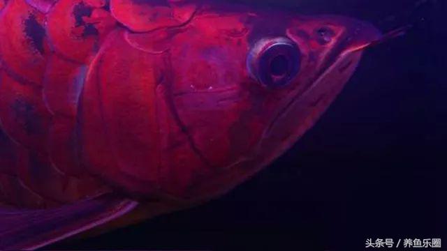 超级红的红龙,红彤彤顶级红龙鱼