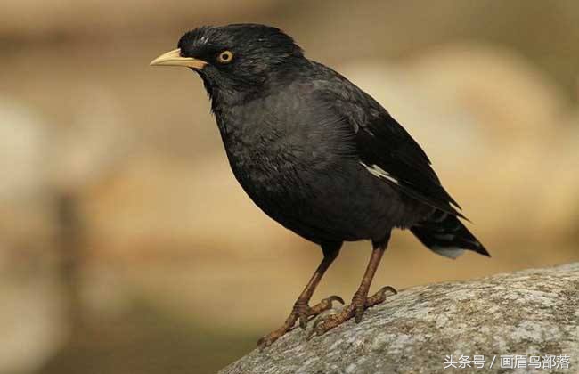 老北京鸟文化,老北京鸟的传说