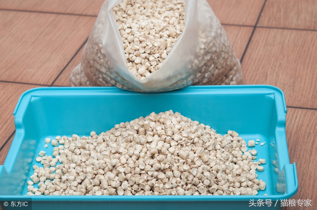 家中养猫需要留心的风水注意事项,养猫应注意哪些疾病会传染给人的