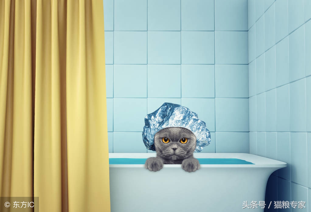 家中养猫需要留心的风水注意事项,养猫应注意哪些疾病会传染给人的