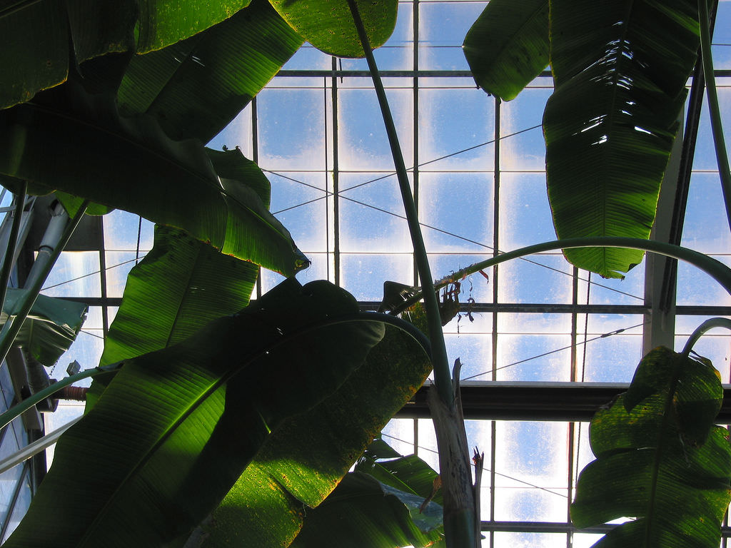 人类最早驯化的果树之一,人类培育的水果