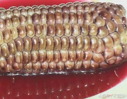 黑玉米是转基因玉米吗其实不是的,煮黑玉米会褪色严重吗