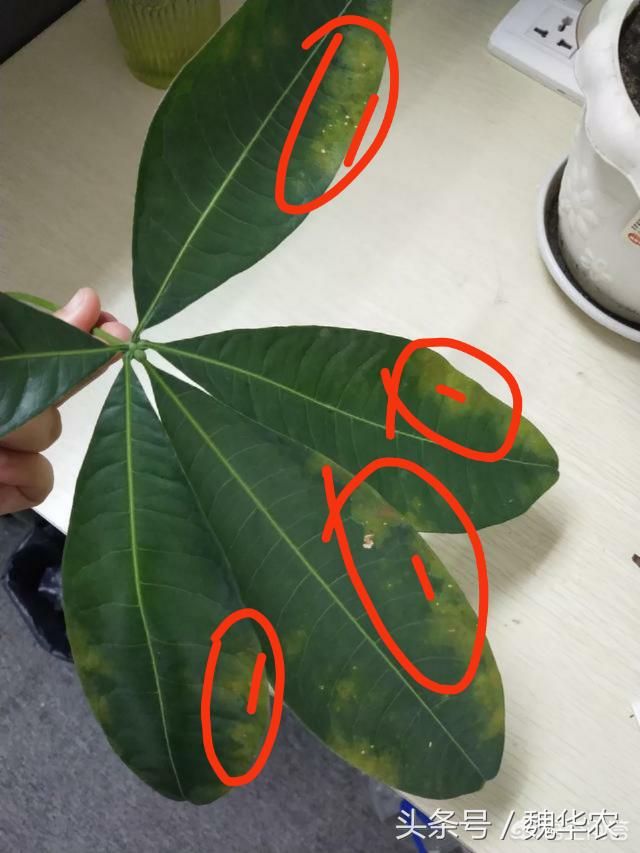 发财树叶片发黄叶片薄是什么原因,发财树叶片有黑色霉斑叶片脱落