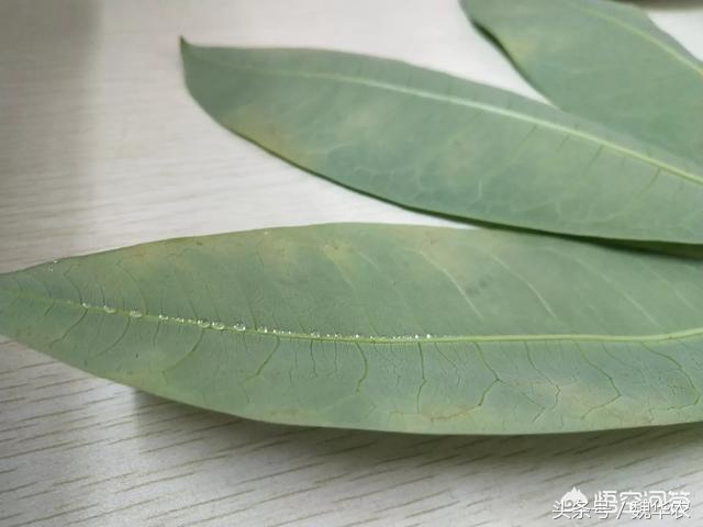 发财树叶片发黄叶片薄是什么原因,发财树叶片有黑色霉斑叶片脱落