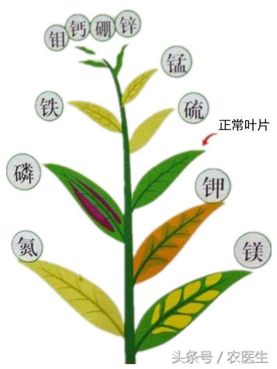 硅肥对植物有什么用,硅肥对作物的影响